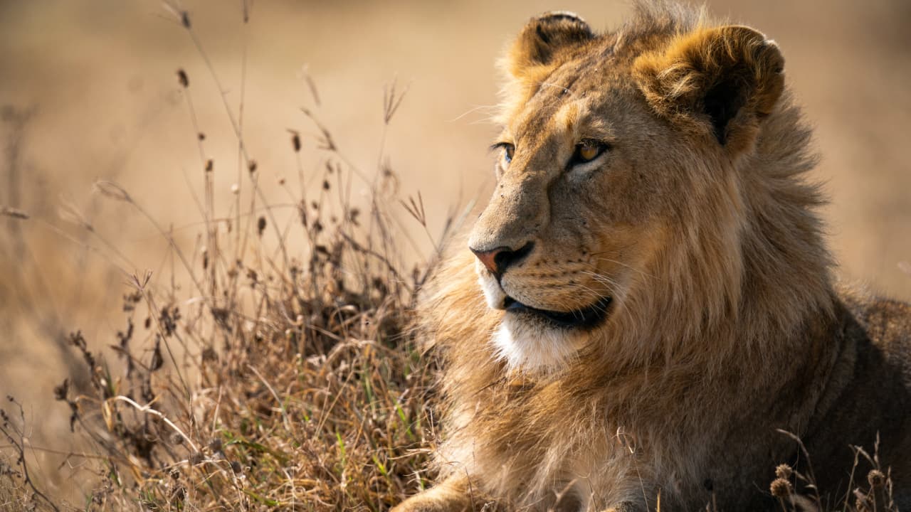 A lion is resting in the Nairobi National Park in Kenya