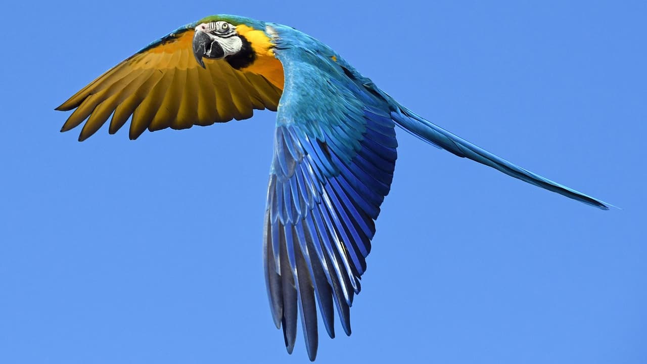 closeup shot of a blue and gold macaw flying in sky