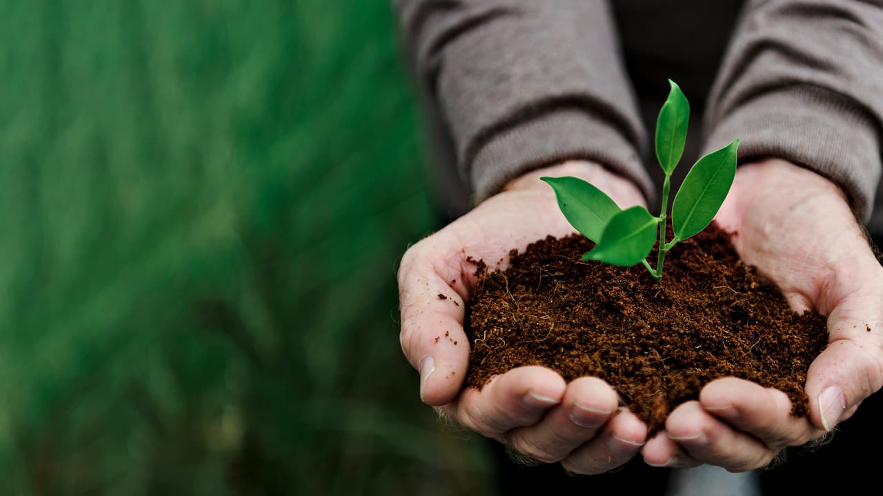 a hands full of wet sand holding a plant in it