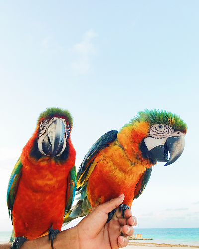 a man is holding two colorful macaw parrots on his arm