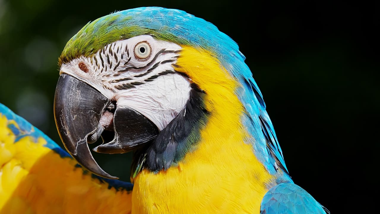 Closeup of a blue and gold macaw