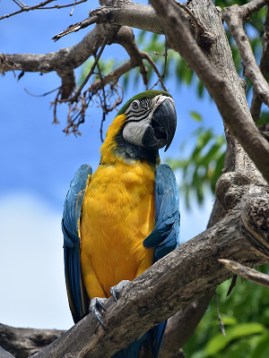 A beautiful shot of blue and gold macaw bird