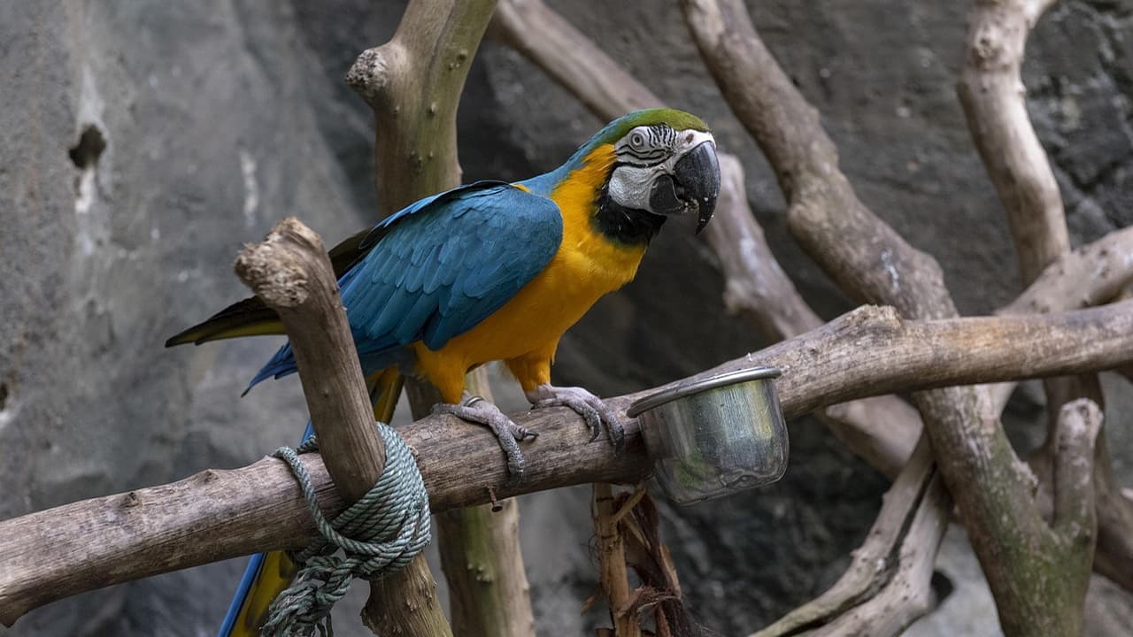 A blue and yellow parrot is sitting on a branch of a tree