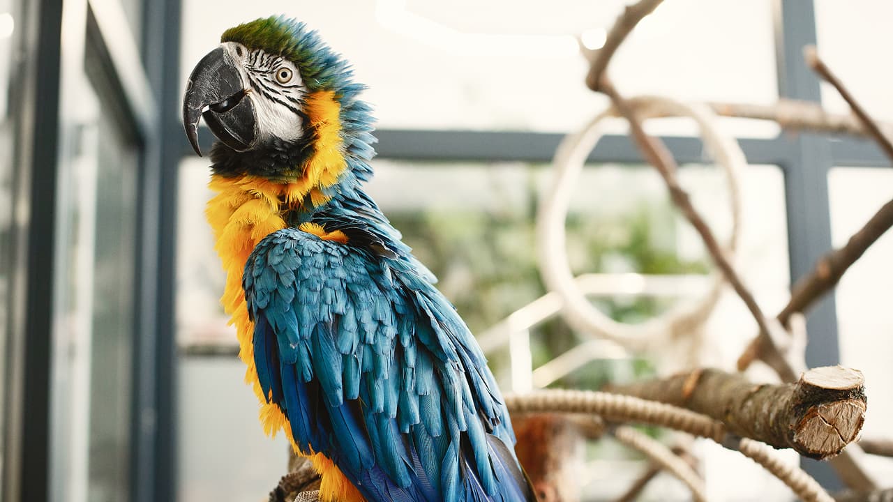 colored parrot sitting on a branch