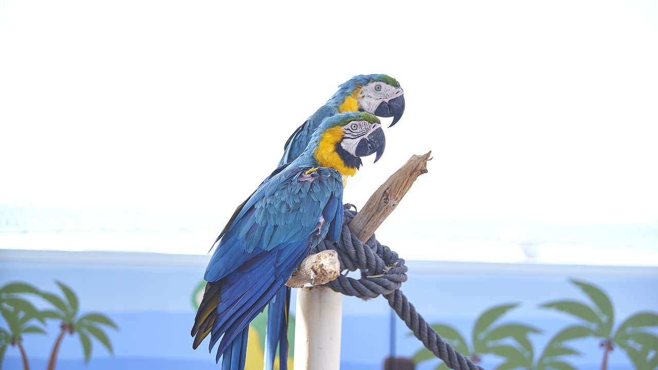 Two colorful macaws sitting together