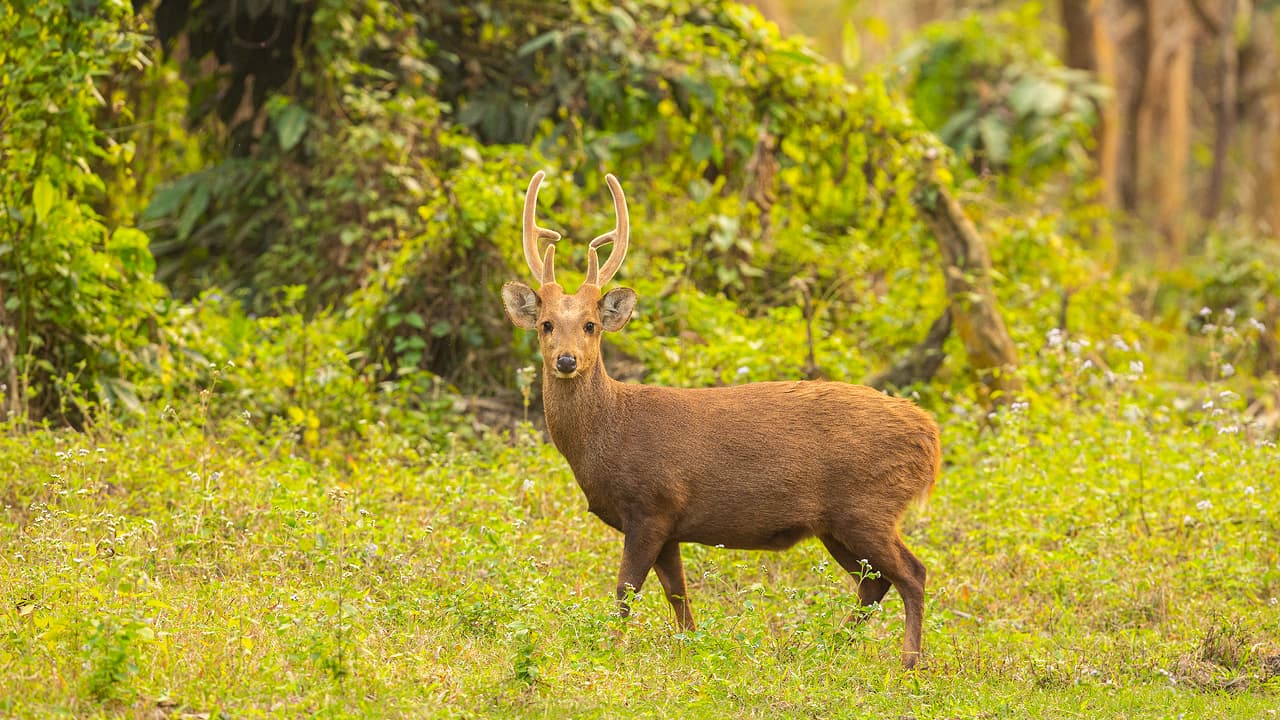 A beautiful wildlife photography shot of a hog deer