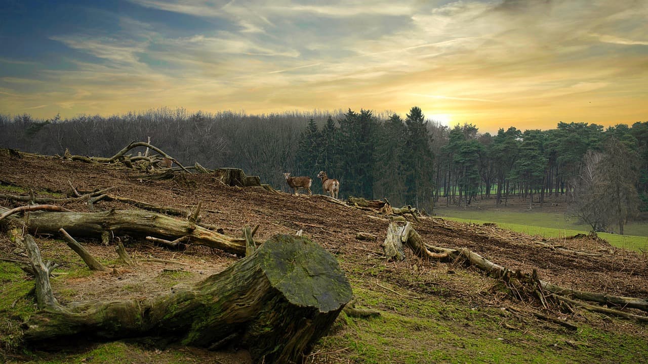 Many trees are cut down as a result of deforestation