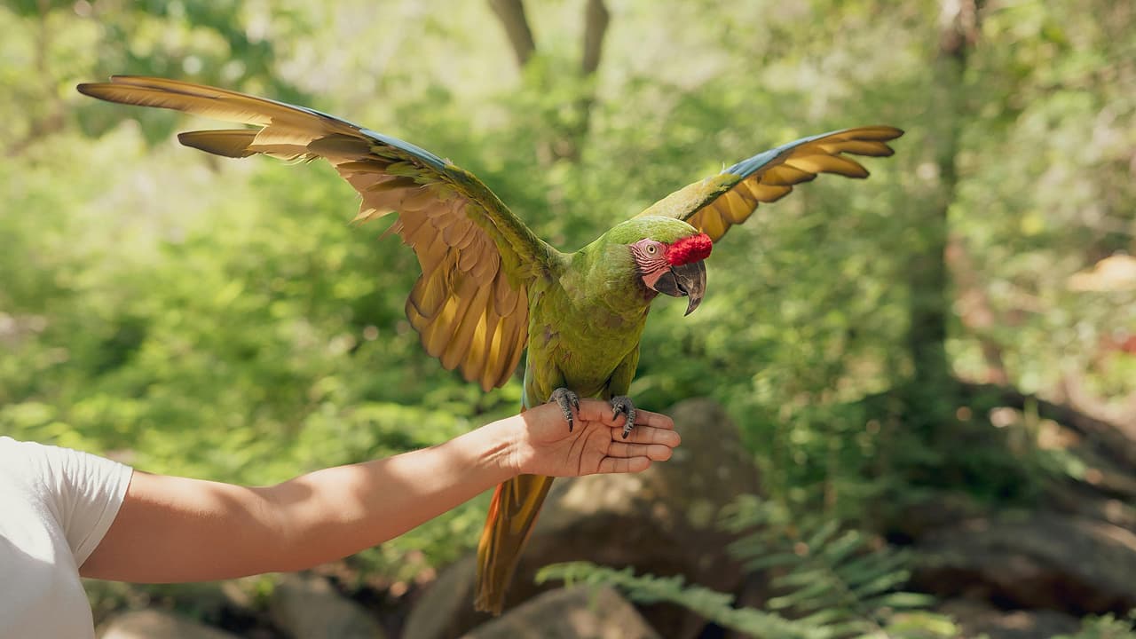 green parrot on human hand