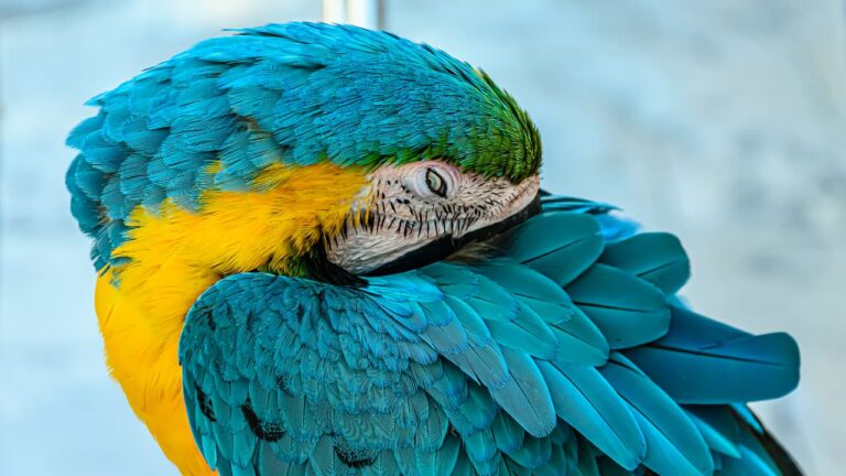Image showcasing Blue and Gold Macaw Care Guide: Diet, Habitat & Training Tips
