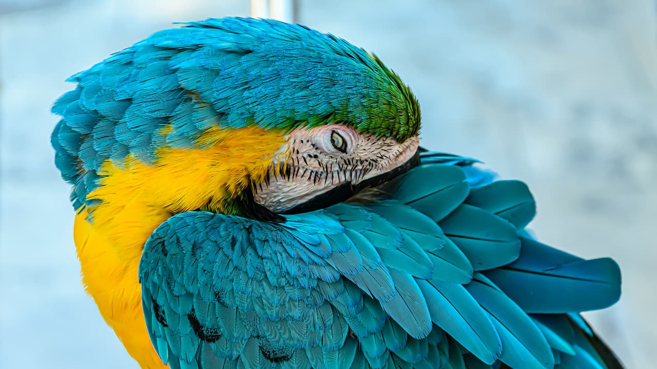 A closeup of beautiful blue macaw