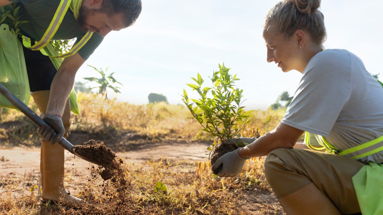 A man and a woman are planting a tree