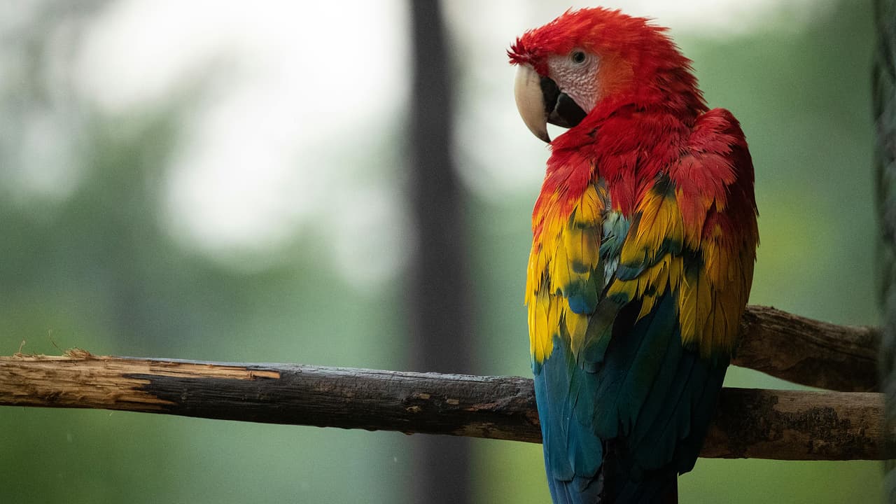 photo of red, blue and yellow parrot sitting on a tree branch