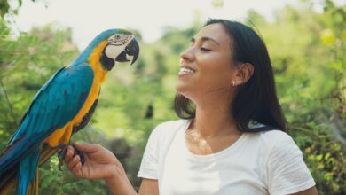 macaw talk