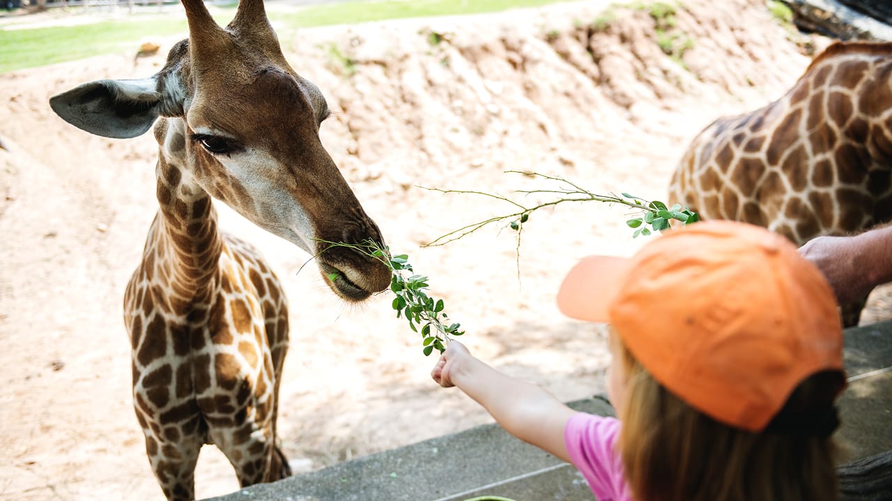 A girl is feeding a giraffe