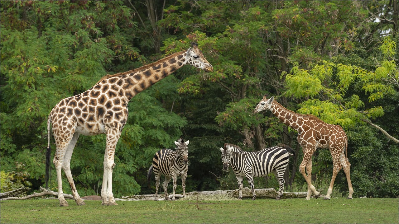 A front view of a group of giraffes and zebras in a safari