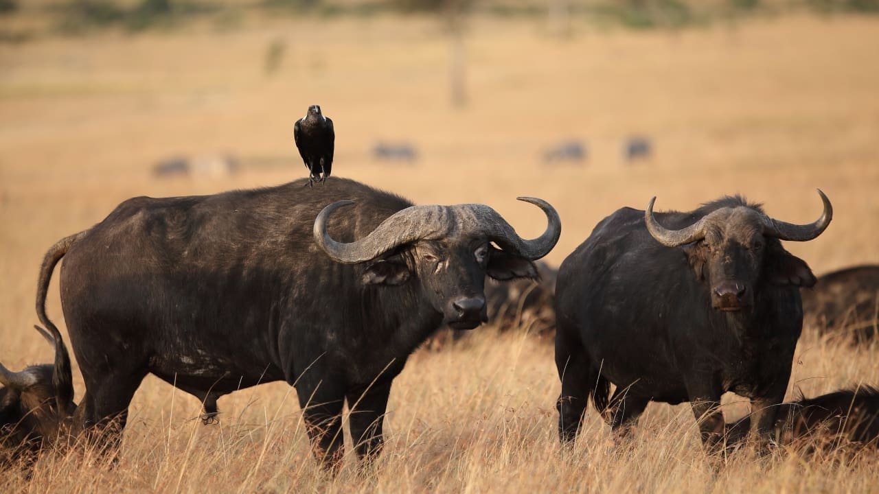 Black bird resting on the back of a black buffalo which is the big 5 animal of safari