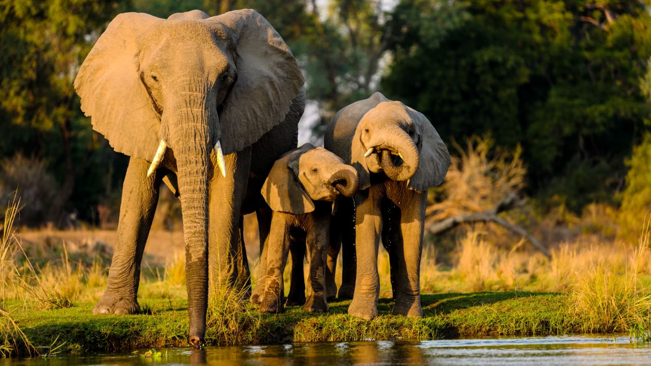 An elephant stands near a lake with two baby elephants