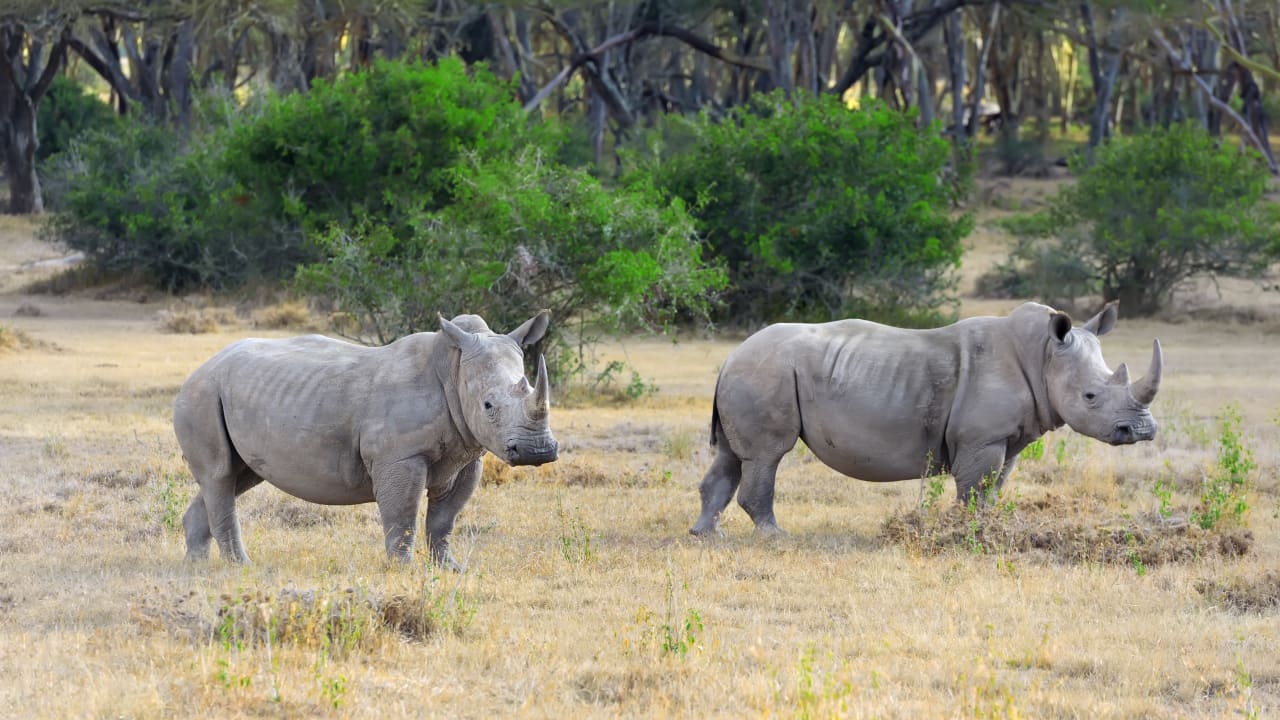 Two rhino in a park which is one of the big 5 animal of safari
