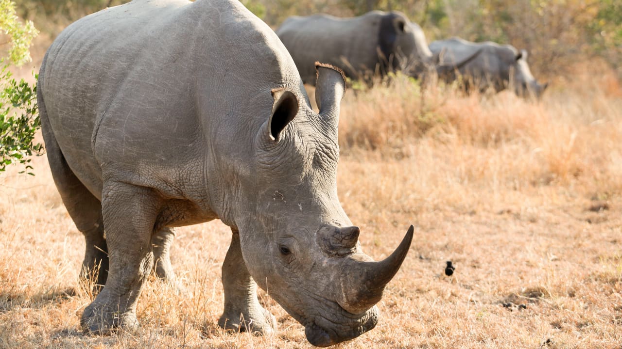 African white rhino in a safari