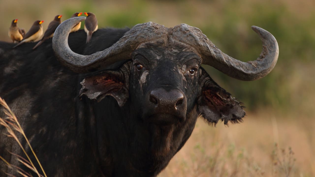 Few birds sitting on an African buffalo