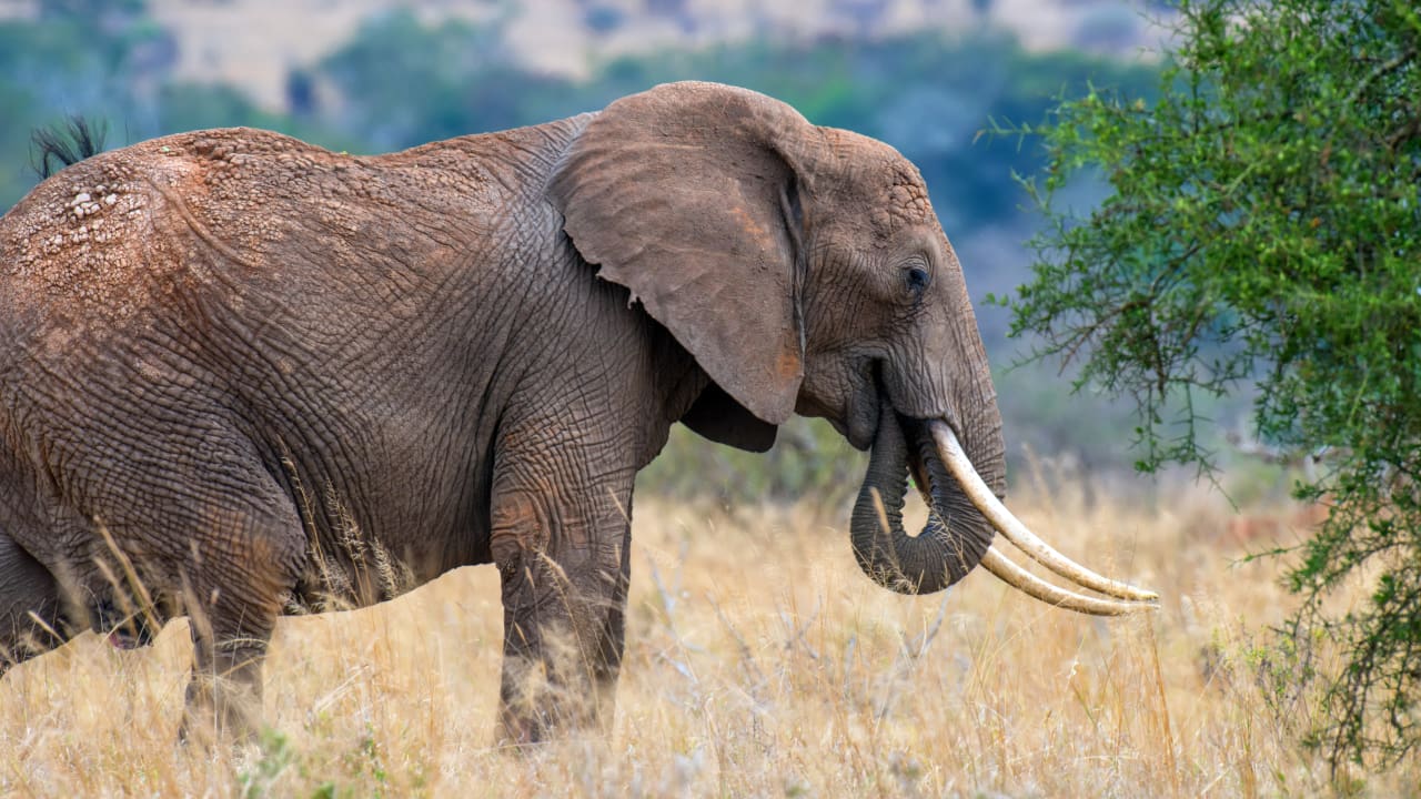 An elephant in a park which is one of the big 5 safari animal