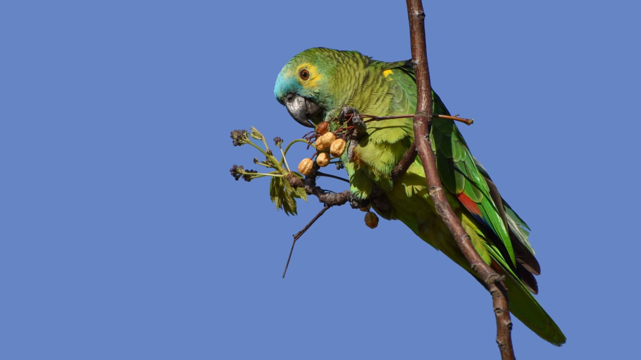 A parrot is sitting on a branch, enjoying a piece of fruit