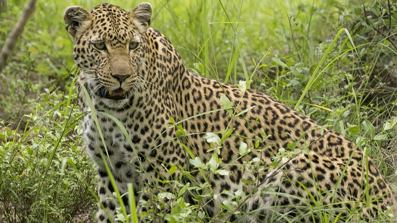 A leopard in a park which is a big 5 safari animal