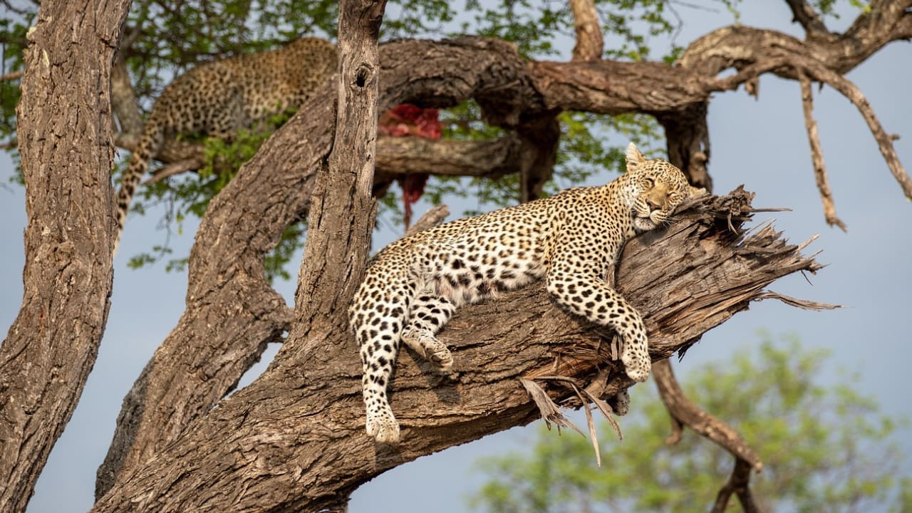 A leopard is resting on a branch of a tree