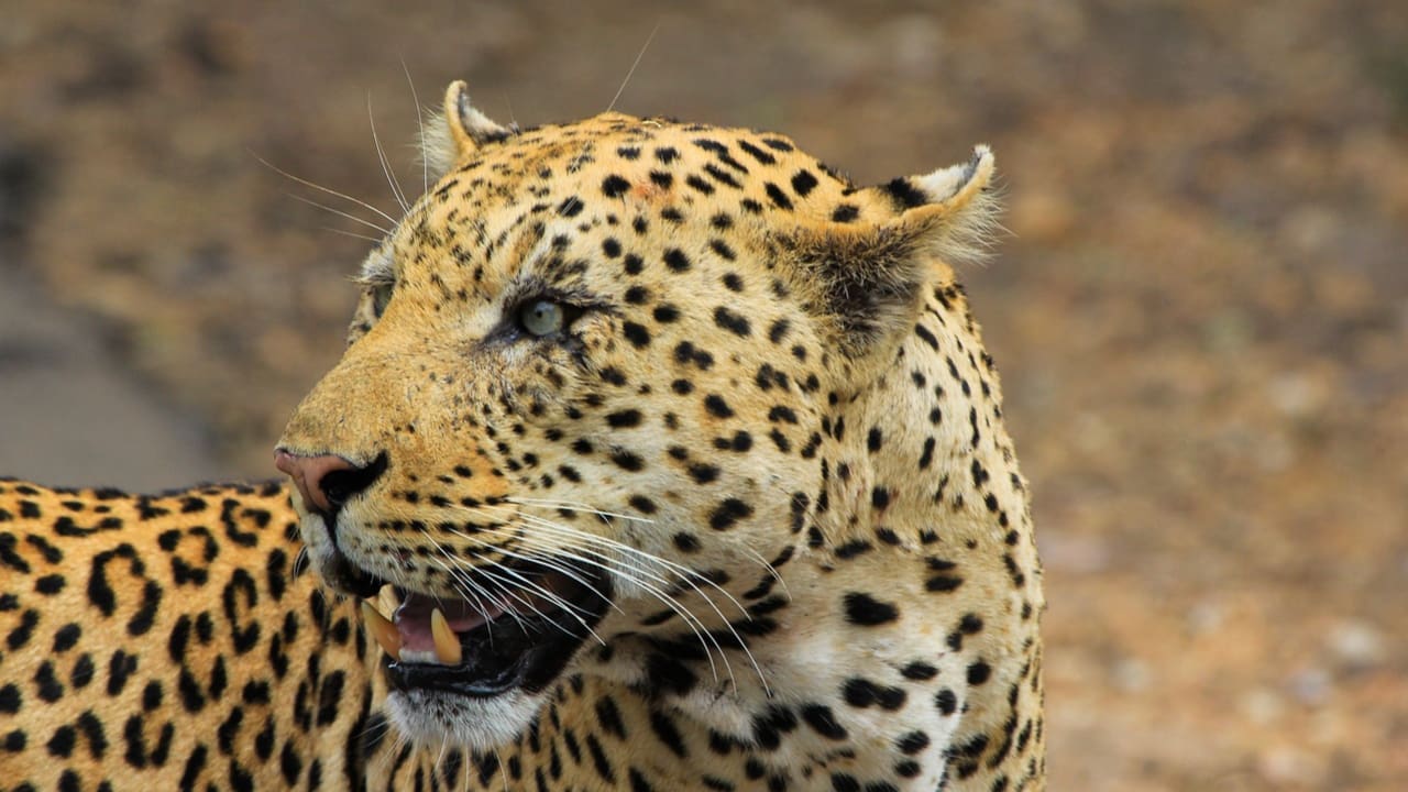 Closeup of a leopard which is the big 5 animal of safari