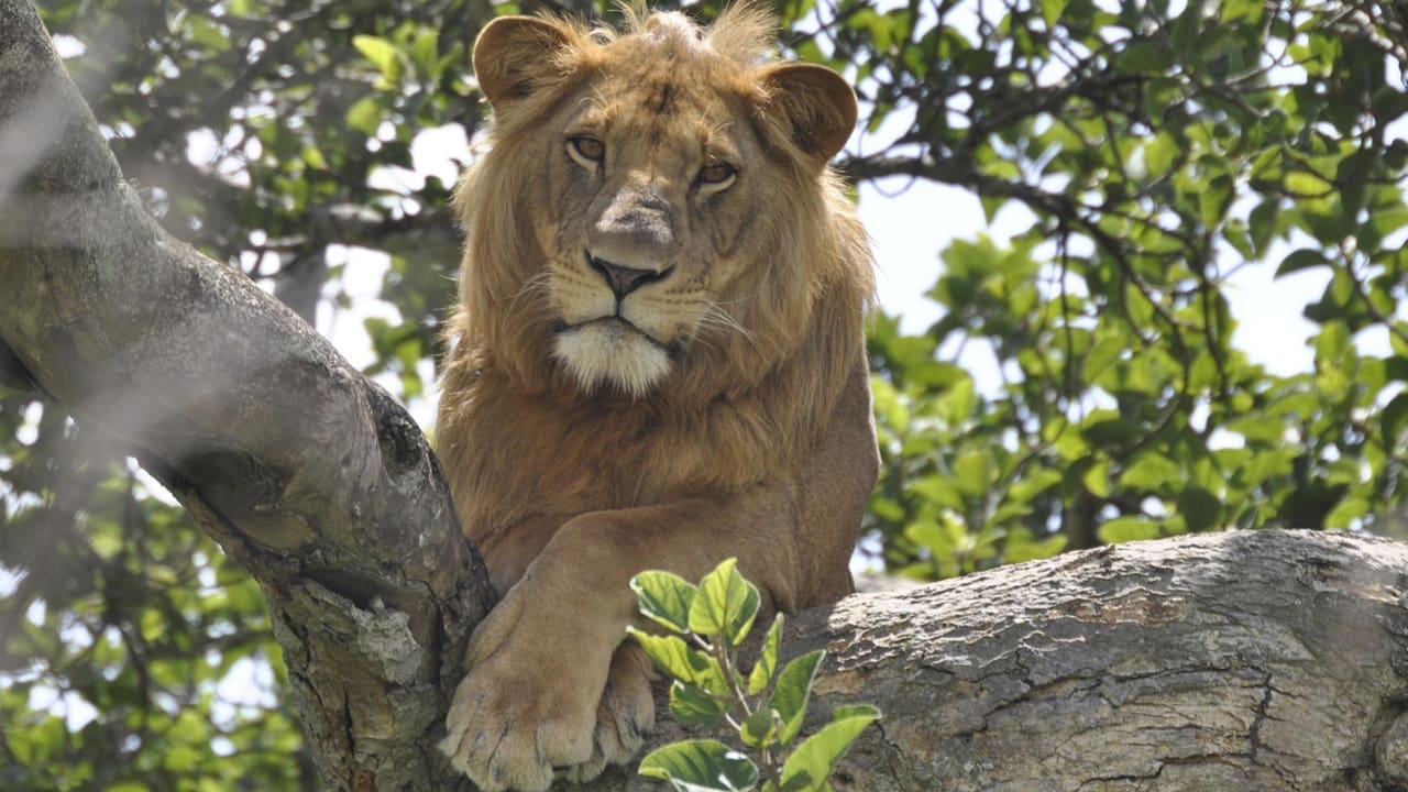 A lion sitting on a tree branch