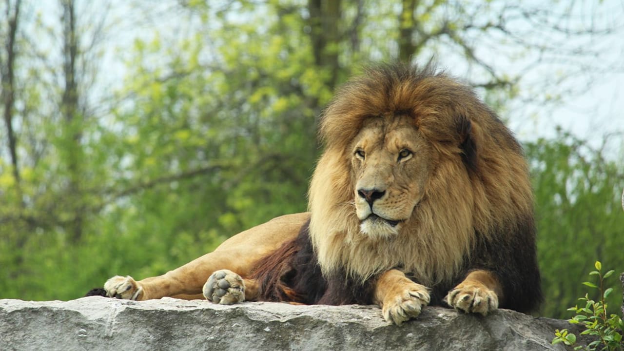 A lion is resting on a stone