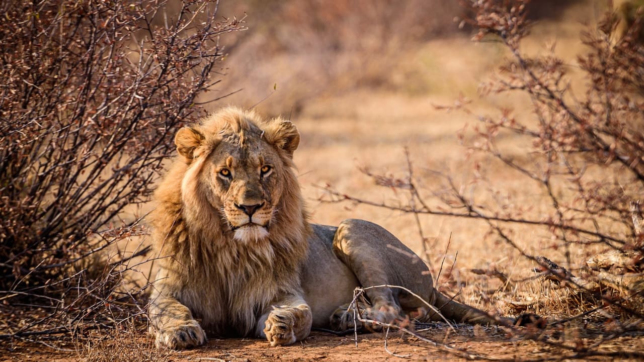A lion is resting in a dry field