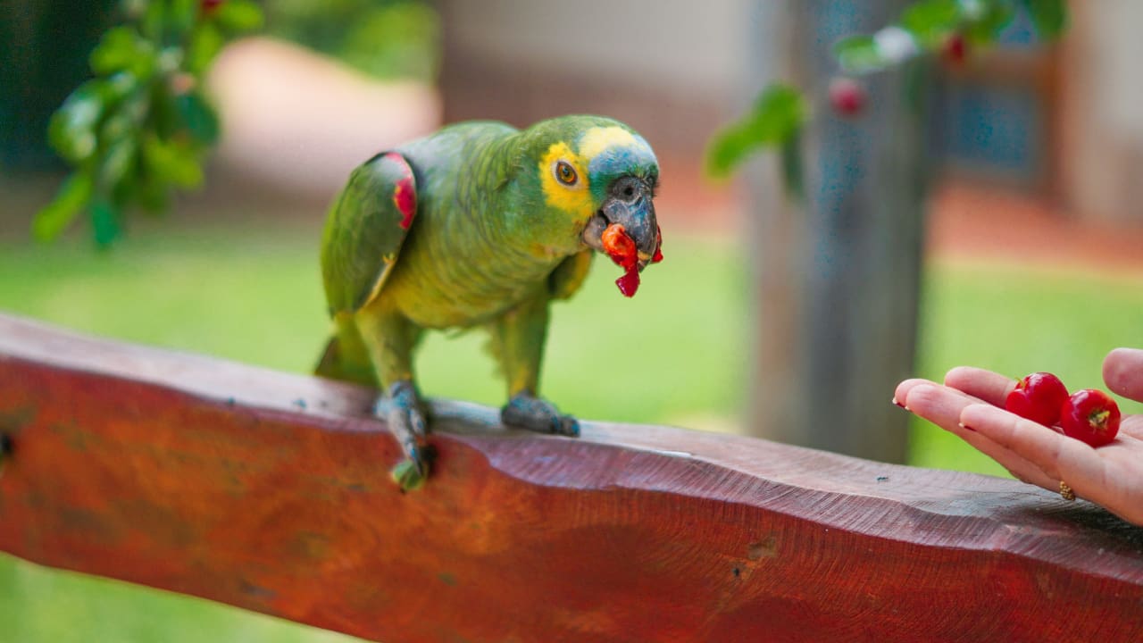 A green parrot is eating while standing on a wooden stick