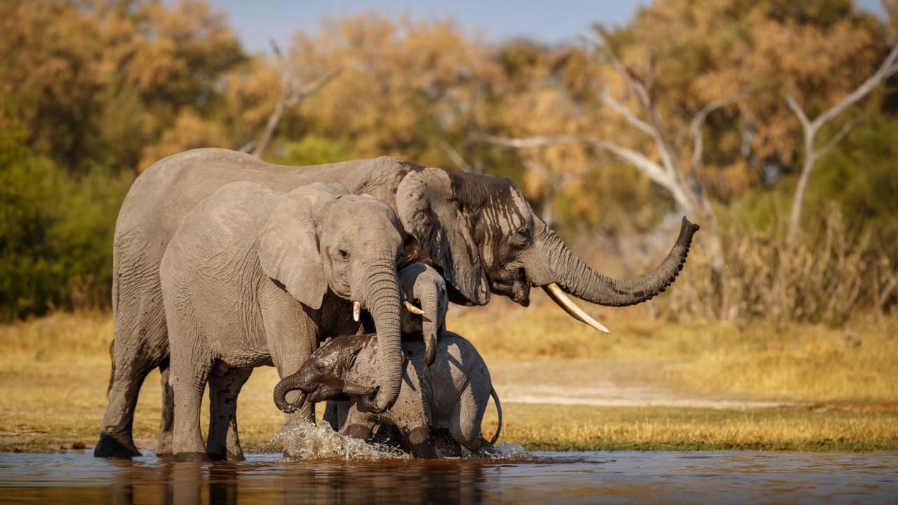 African elephants are playing in the water