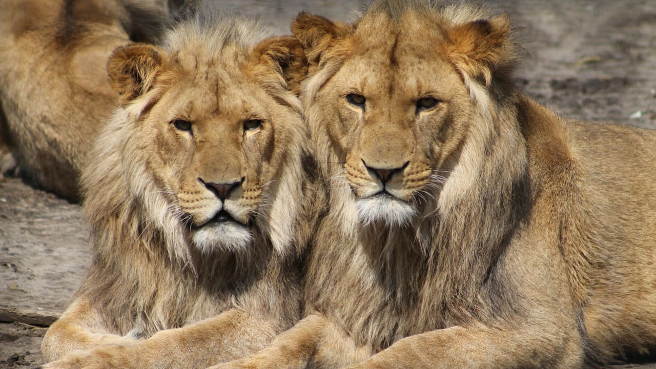 A pair of a lions which is the big 5 animal of safari