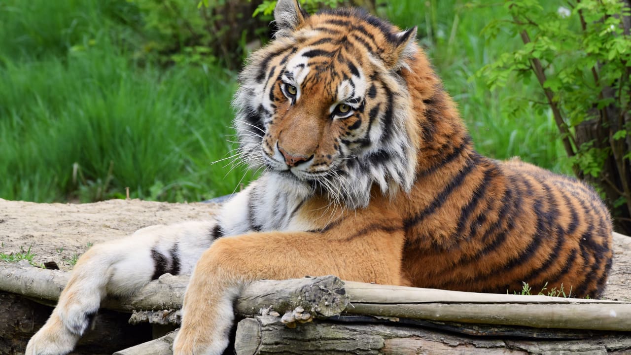 A tiger is lying on a wooden floor