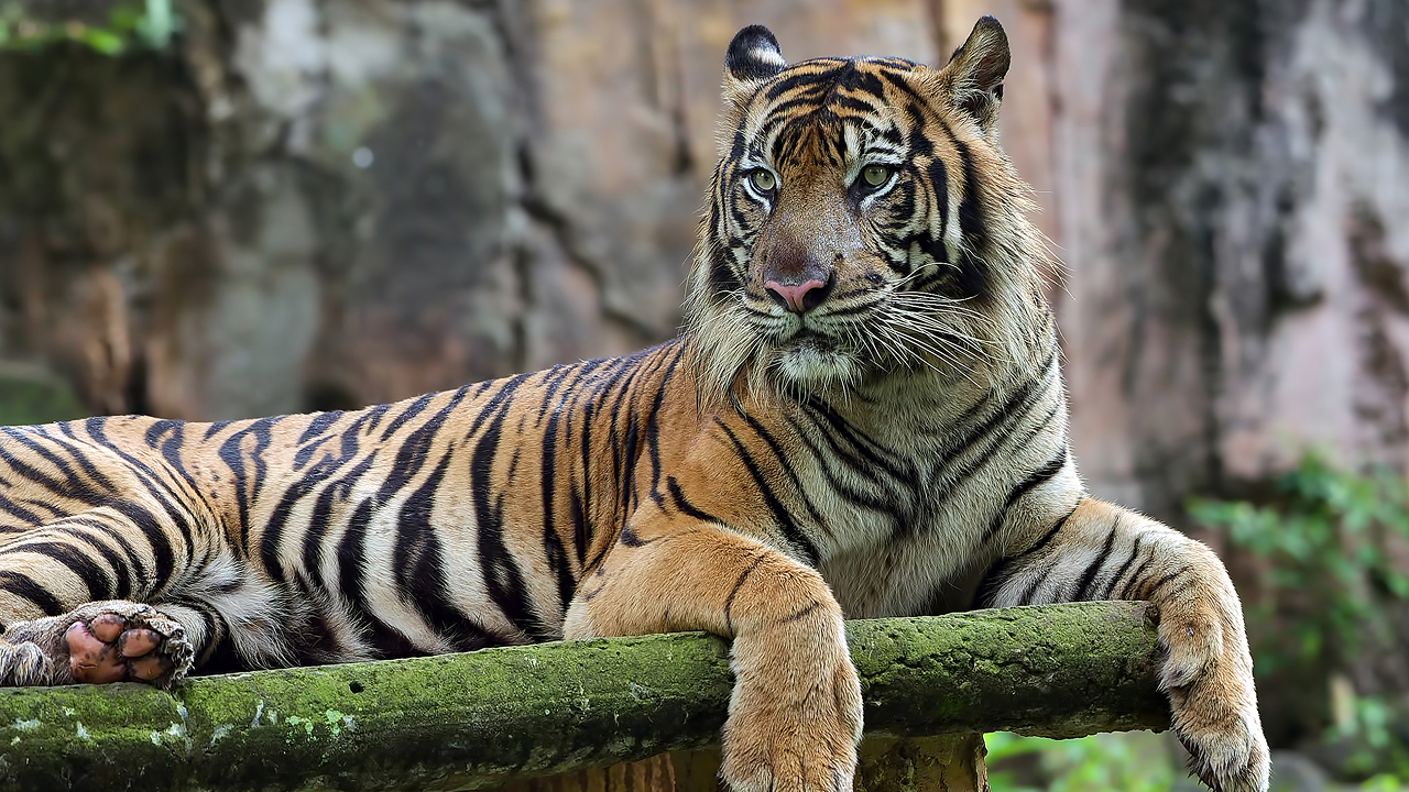 Tiger Safari Oklahoma