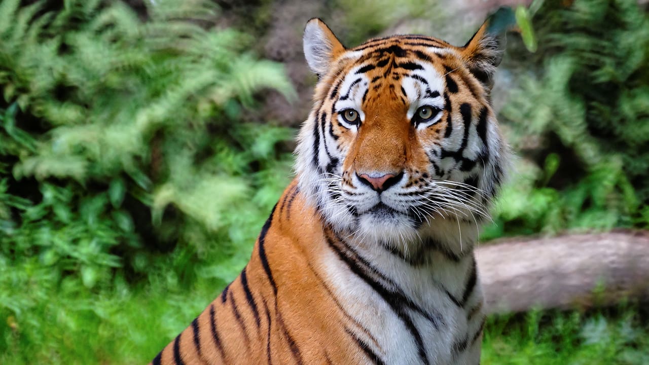 A close-up shot of a tiger in a safari