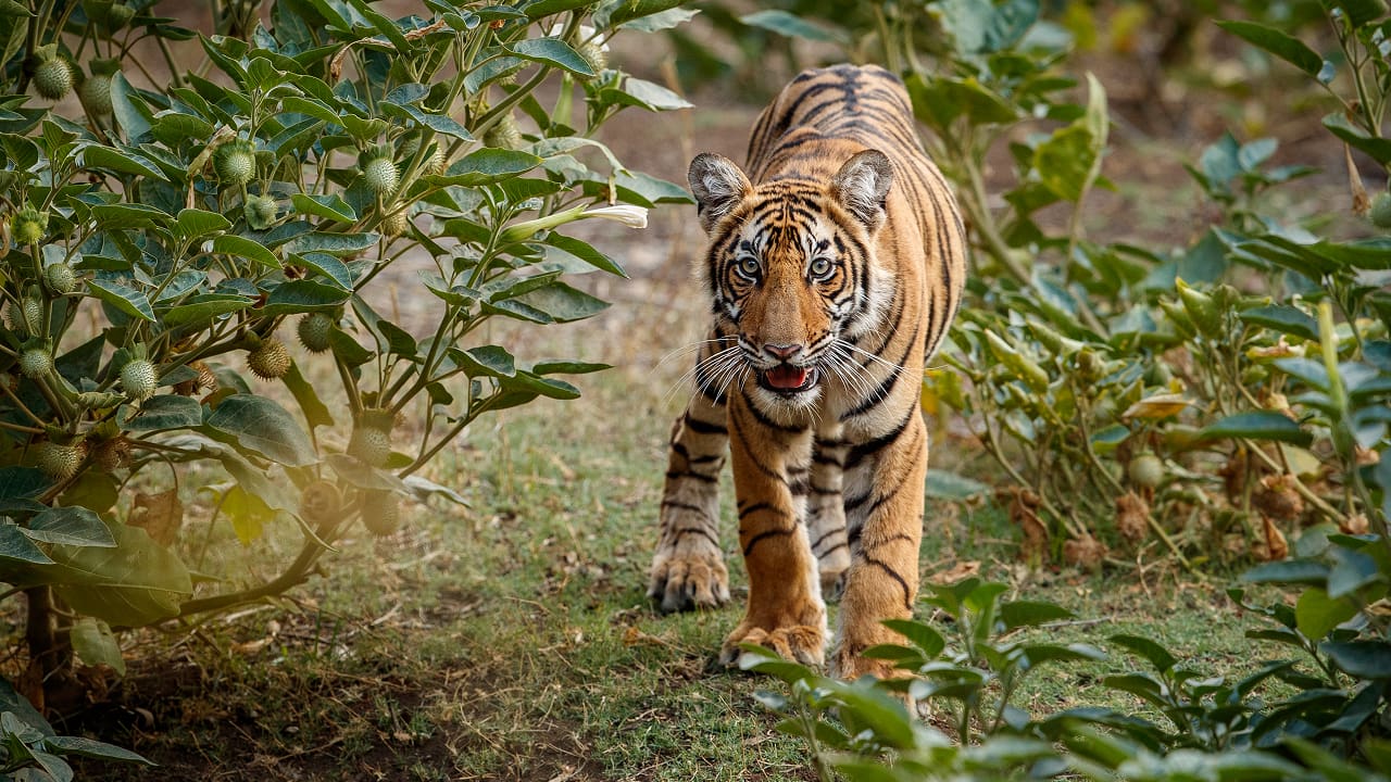 A tiger is walking in the safari