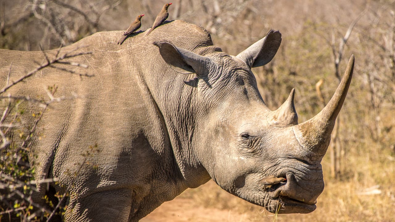 Closeup shot of a rhino standing