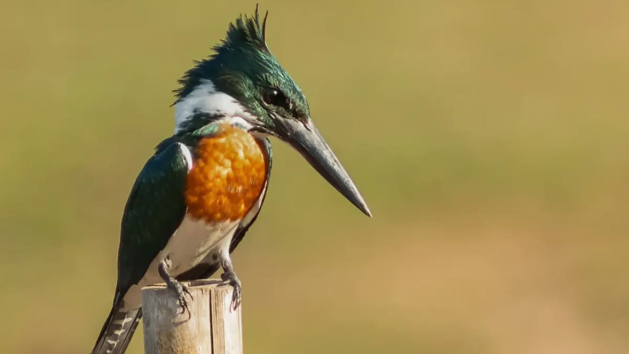 Amazon Kingfisher sitting on a wooden stick