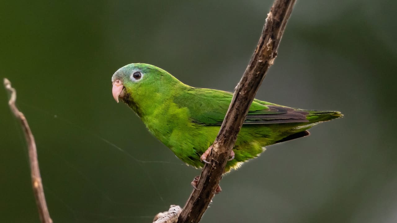 Amazonian parrotlets are tiny green parrots