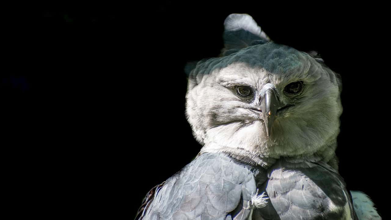 A Close-up picture of Harpy Eagle
