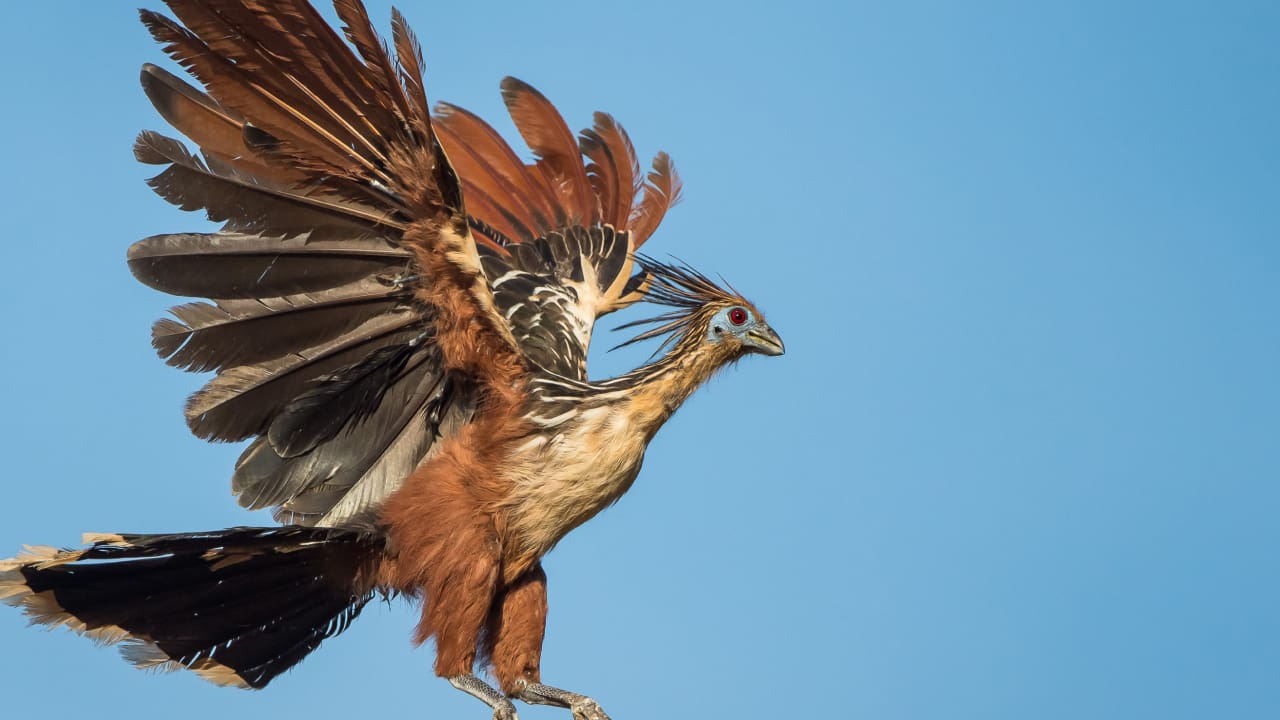 A hoatzin bird is flying.