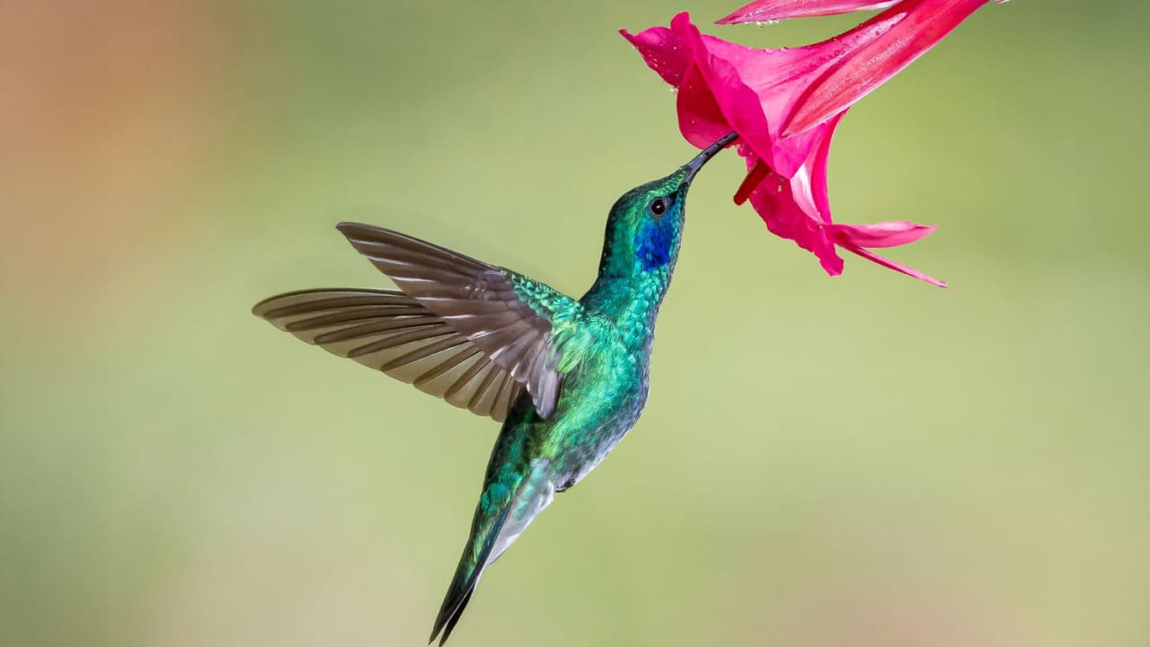 A beautiful bird of amazon rainforest