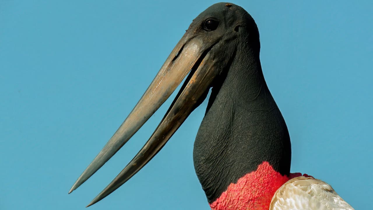 Jabiru a bird in amazon rainforest