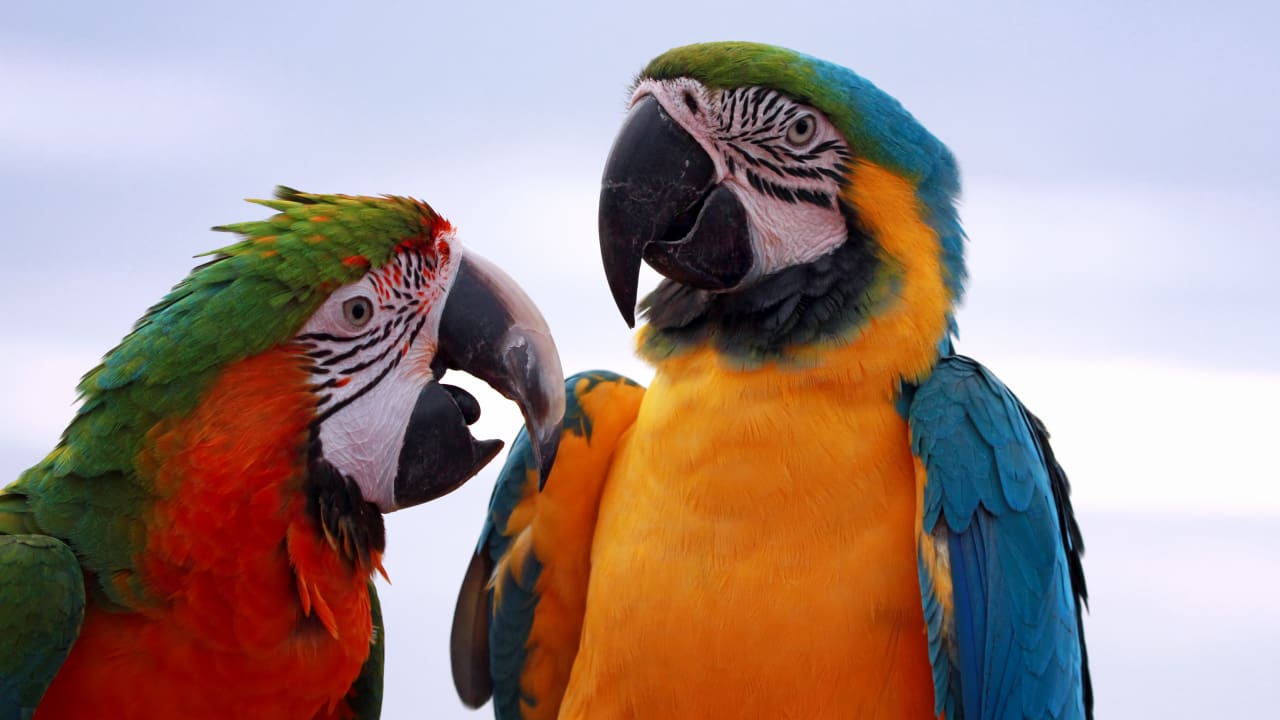 A closeup shot of macaws 