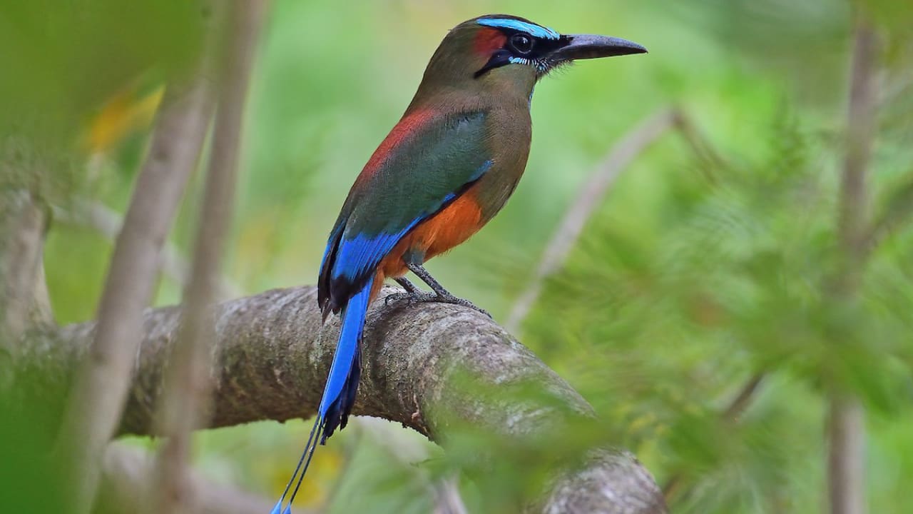 A colorful Motmot in amazon rainforest