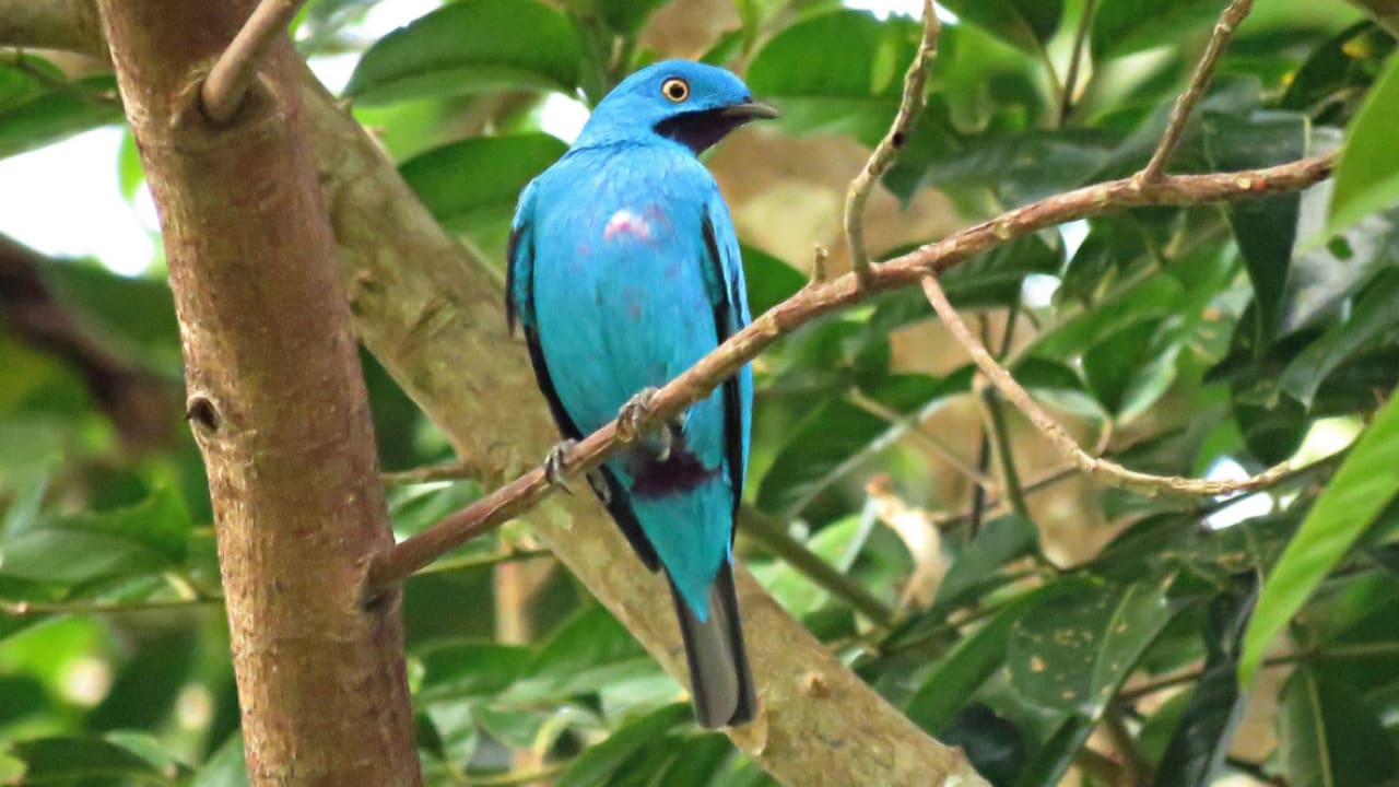 Plum-throated Cotinga sitting on a tree branch
