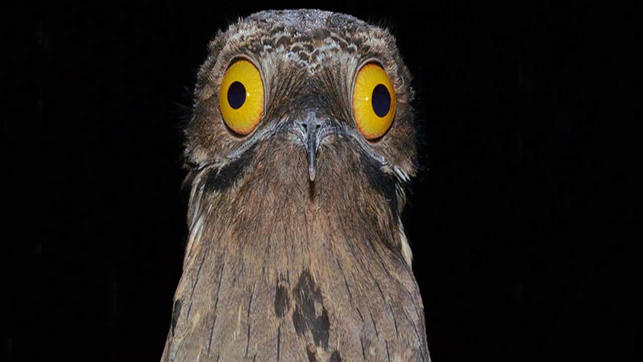 A close-up image of a potoo with a black background